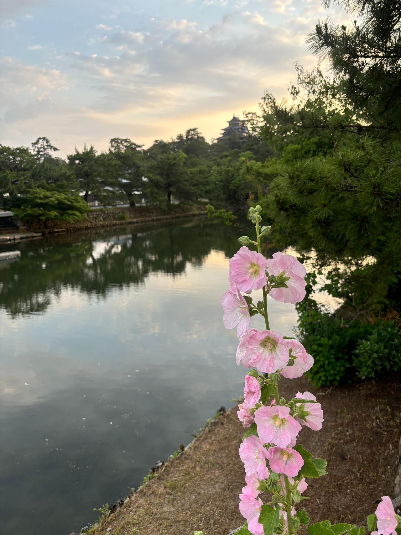 松江城-4